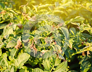 Potato bushes affected by Phytophthora Phytophthora Infestans In the field. Growing vegetables. Crop failure. Dry leaves of photo