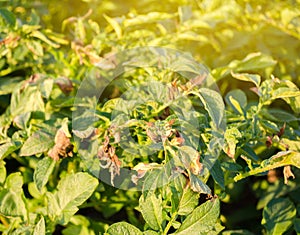Potato bushes affected by Phytophthora Phytophthora Infestans In the field. Growing vegetables. Crop failure. Dry leaves of
