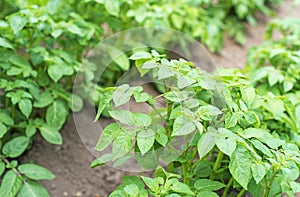 Potato bushes.