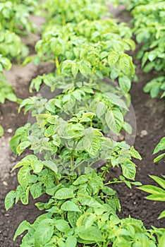 Potato bushes.