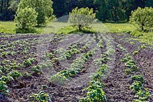 Potato bushes on the garden in the village