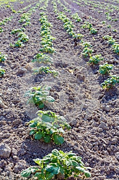 Potato bushes on the garden in the village