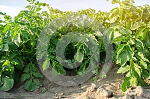 Potato bushes grow in the field. Vegetable rows. Agricultural grounds. Crops Fresh Agriculture Farming Farm. Potatoes