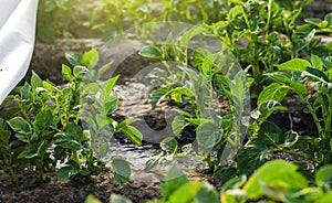 Potato bushes and water flow. Growing food on a farm plantation. Farming furrow irrigation system. Agriculture industry. Agronomy