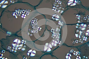 Potato cells with starch corns under the microscope