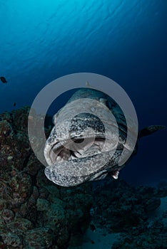 Potato cod closeup