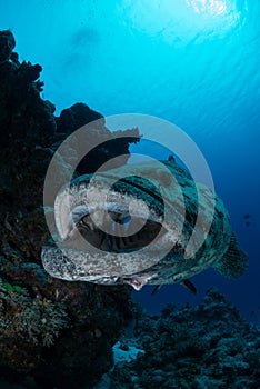 Potato cod closeup