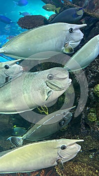 A Potato Cod Fish in Water