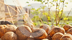 Potato crop. Against the backdrop of a garden.