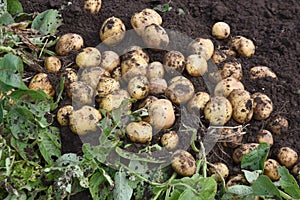 Potato cultivation.