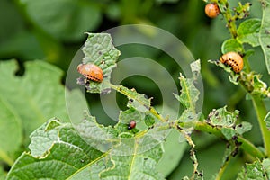 potato cultivation destroyed by larvae and beetles of Colorado potato beetle, Leptinotarsa decemlineata, also known as