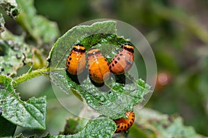 Potato cultivation destroyed by larvae and beetles of Colorado potato beetle, Leptinotarsa decemlineata, also known as the