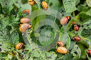 Potato cultivation destroyed by larvae and beetles of Colorado potato beetle, Leptinotarsa decemlineata, also known as the