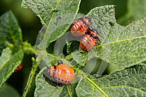 Potato cultivation destroyed by larvae and beetles of Colorado potato beetle, Leptinotarsa decemlineata, also known as the