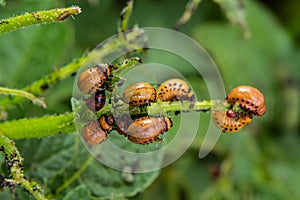 Potato cultivation destroyed by larvae and beetles of Colorado potato beetle, Leptinotarsa decemlineata, also known as the