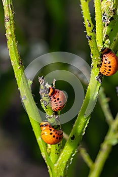 Potato cultivation destroyed by larvae and beetles of Colorado potato beetle, Leptinotarsa decemlineata, also known as the