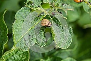 Potato cultivation destroyed by larvae and beetles of Colorado potato beetle, Leptinotarsa decemlineata, also known as the