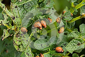 Potato cultivation destroyed by larvae and beetles of Colorado potato beetle, Leptinotarsa decemlineata, also known as the