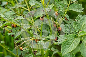 potato cultivation destroyed by larvae and beetles of Colorado potato beetle, Leptinotarsa decemlineata, also known as the