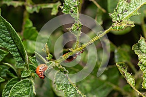 potato cultivation destroyed by larvae and beetles of Colorado potato beetle, Leptinotarsa decemlineata, also known as the