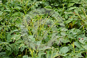 potato cultivation destroyed by larvae and beetles of Colorado potato beetle, Leptinotarsa decemlineata, also known as the