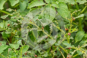 potato cultivation destroyed by larvae and beetles of Colorado potato beetle, Leptinotarsa decemlineata, also known as the