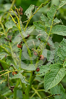 potato cultivation destroyed by larvae and beetles of Colorado potato beetle, Leptinotarsa decemlineata, also known as the