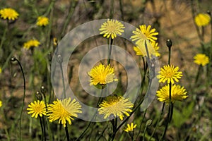 Potato Dandelion - Krigia dandelion