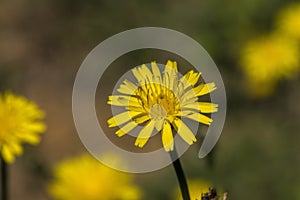 Potato Dandelion - Krigia dandelion