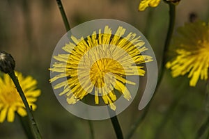 Potato Dandelion - Krigia dandelion