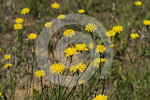 Potato Dandelion - Krigia dandelion