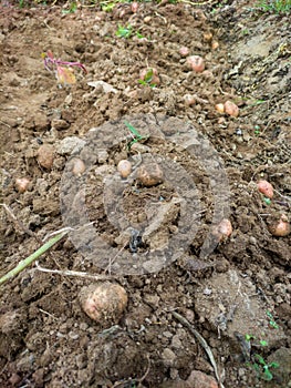 Potato excavating in a village