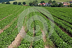 Potato farm