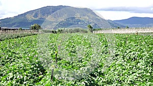 Potato farm at Don Duong district, Da Lat city, Lam province, Vietnam