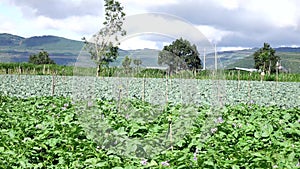 Potato farm at Don Duong district, Da Lat city, Lam province, Vietnam