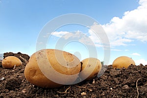 Potato farm in the field