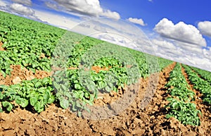 Potato farm field with sky and clouds photo