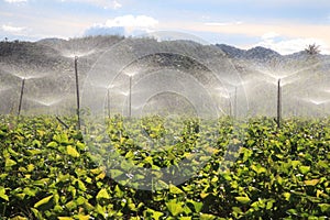 Potato farm using sprinkler irrigation in summer