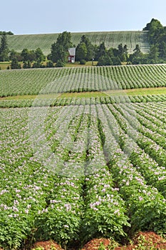 Potato Farming