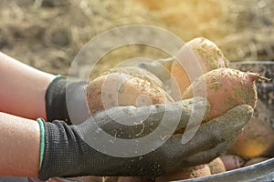 Potato Farming - Hands Holding Freshly Harvested Potatoes