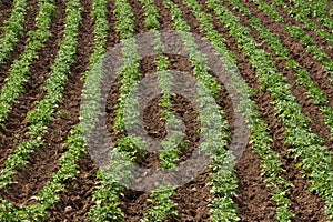 Potato field