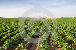 Potato field photo