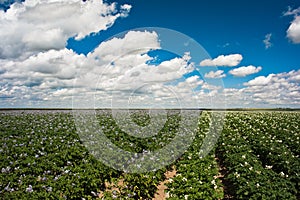 Potato field