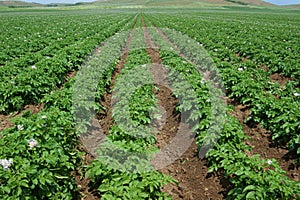 Potato-field photo