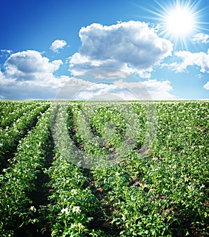 Potato field