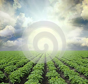 Potato field photo