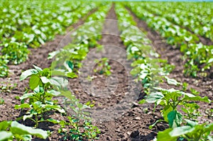 Potato field