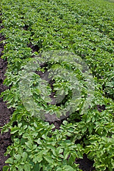 Potato field