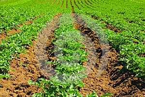 Potato field