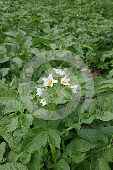 Potato field